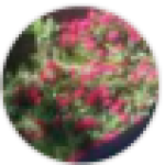 Profile picture of wanderingmoon