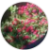 Profile picture of wanderingmoon